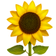 sunflower-icon